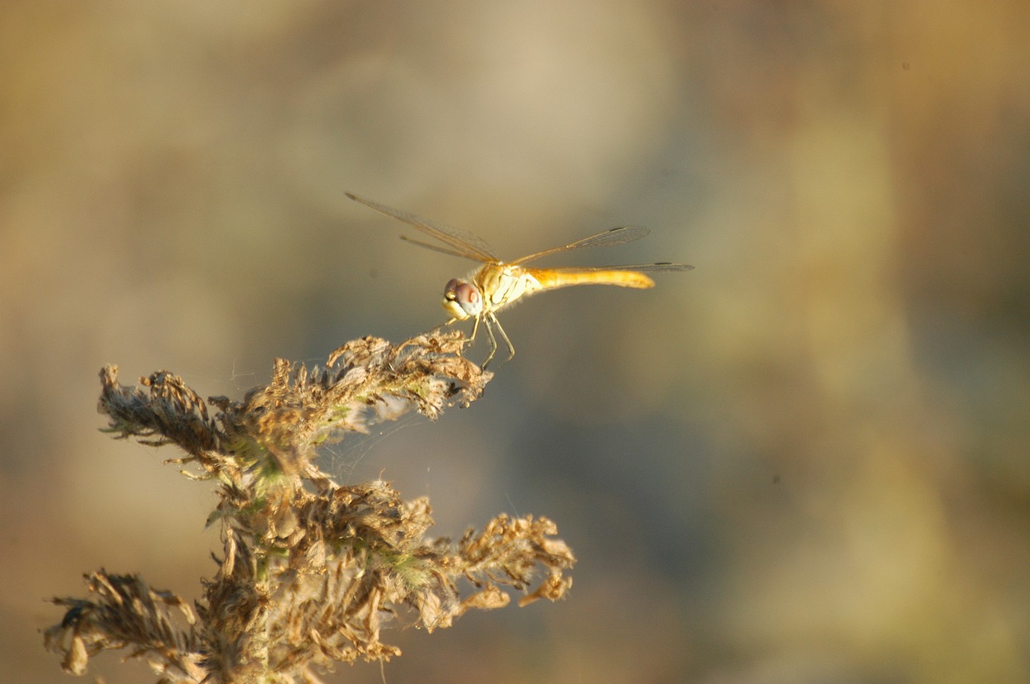 Sympetrum fonscolombii